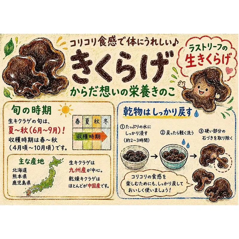≪2027年先行予約≫山形県 戸沢村産 生きくらげ 1kg 2027年7月上旬から順次発送 国産 木耳 キクラゲ 茸 きのこ 中華 料理 食品 自宅 家庭 F7W-0515