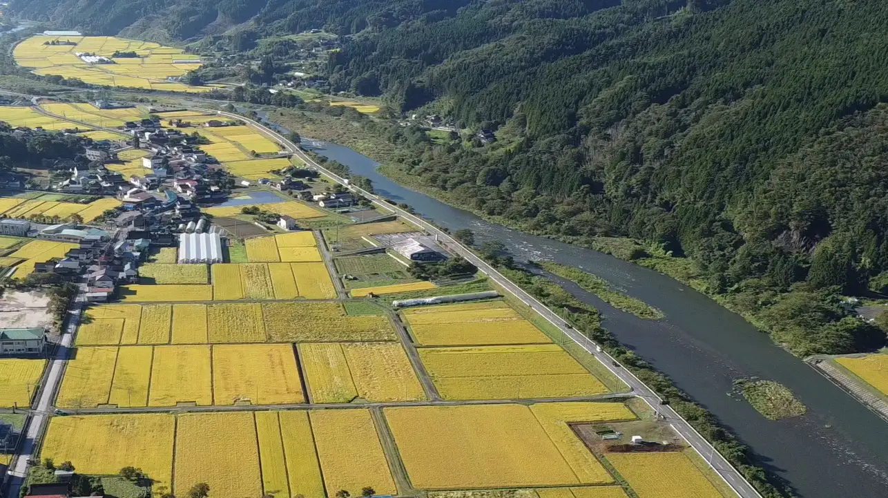 令和8年産 ひとめぼれ 5kg 精米 お米 ひとめぼれ