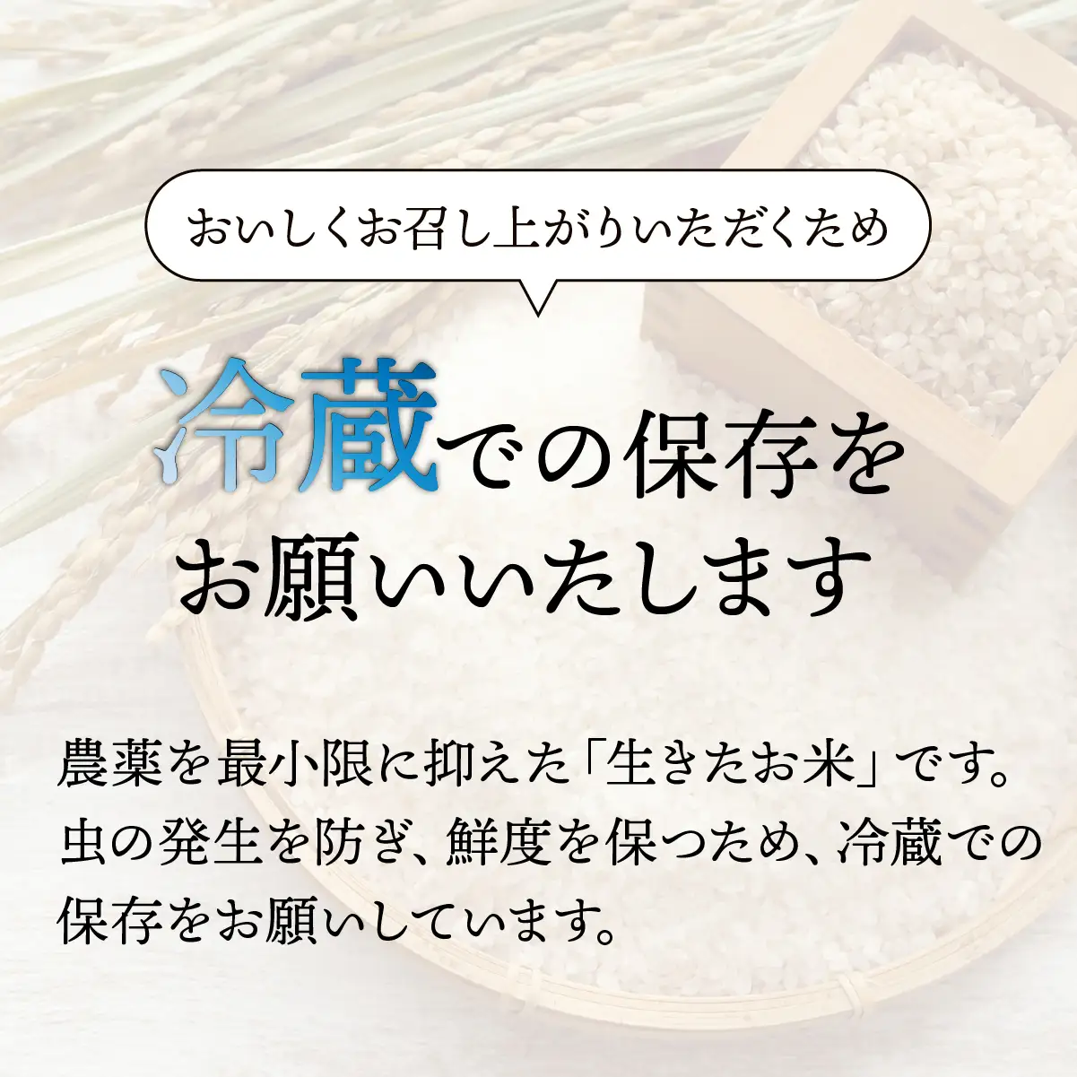 お米 にじのきらめき 精米 5kg 令和8年 新米 | 米 ひたちなか市