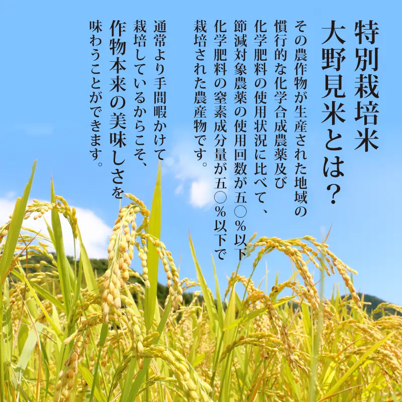 【令和8年産】【新米】玄米  にこまる 20kg　大野見米