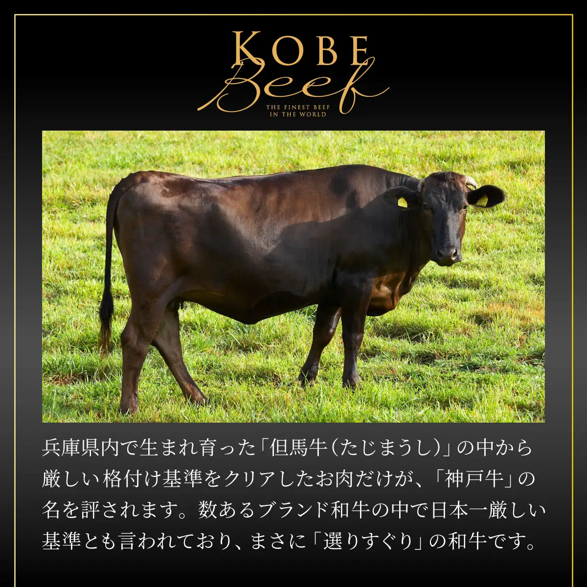 あしや・竹園特製 神戸牛シチュー 【1箱(220ｇ)×5箱】