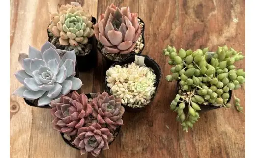 [作家オリジナル鉢セット (チョコレート)] 多肉植物 苗 おまかせ 5ポット+寄せ植え用1ポット付き [1386]