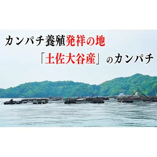 カンパチ 勘八 4節 セット | 極美勘八 人気 高級 魚 産地直送 新鮮 かんぱち しゃぶしゃぶ 鍋 照り焼き 刺し身 刺身 さしみ 生 冷蔵 高知県 須崎市