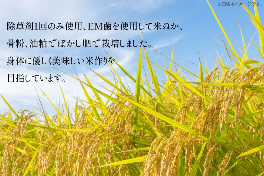 米 令和8年産 つや姫 白米 5kg