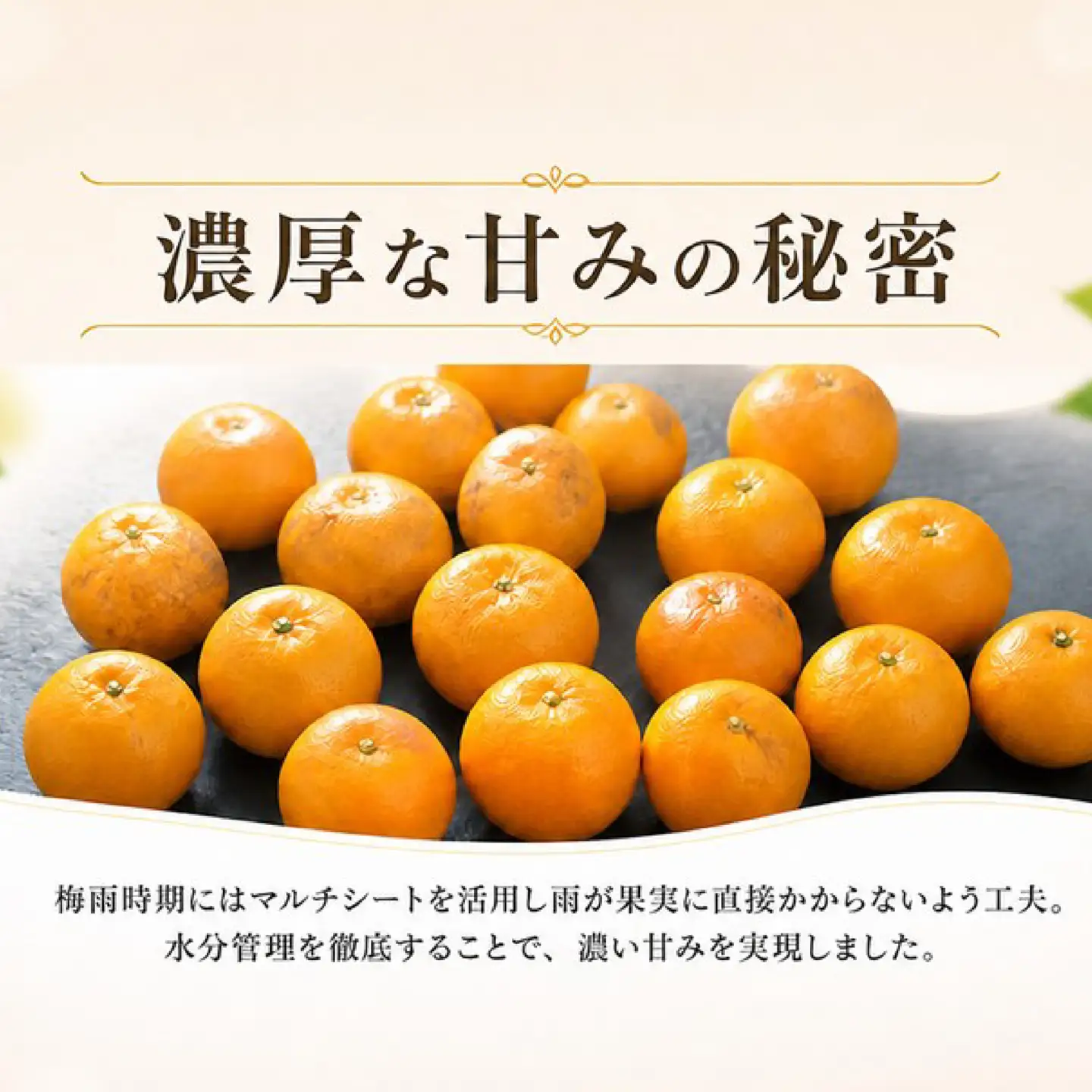 【 訳あり 】 温州みかん 5kg みかん ミカン 蜜柑 柑橘 