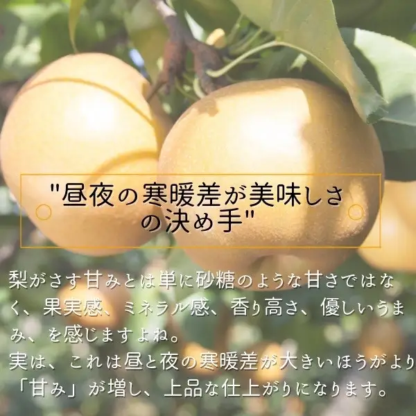 秋の味覚 和梨（幸水・豊水・新高・南水） 家庭用 約3kg 和梨 フルーツ 果物 産地直送 デザート【BARUバイオジャパン吉村(株)】[B3-99007]