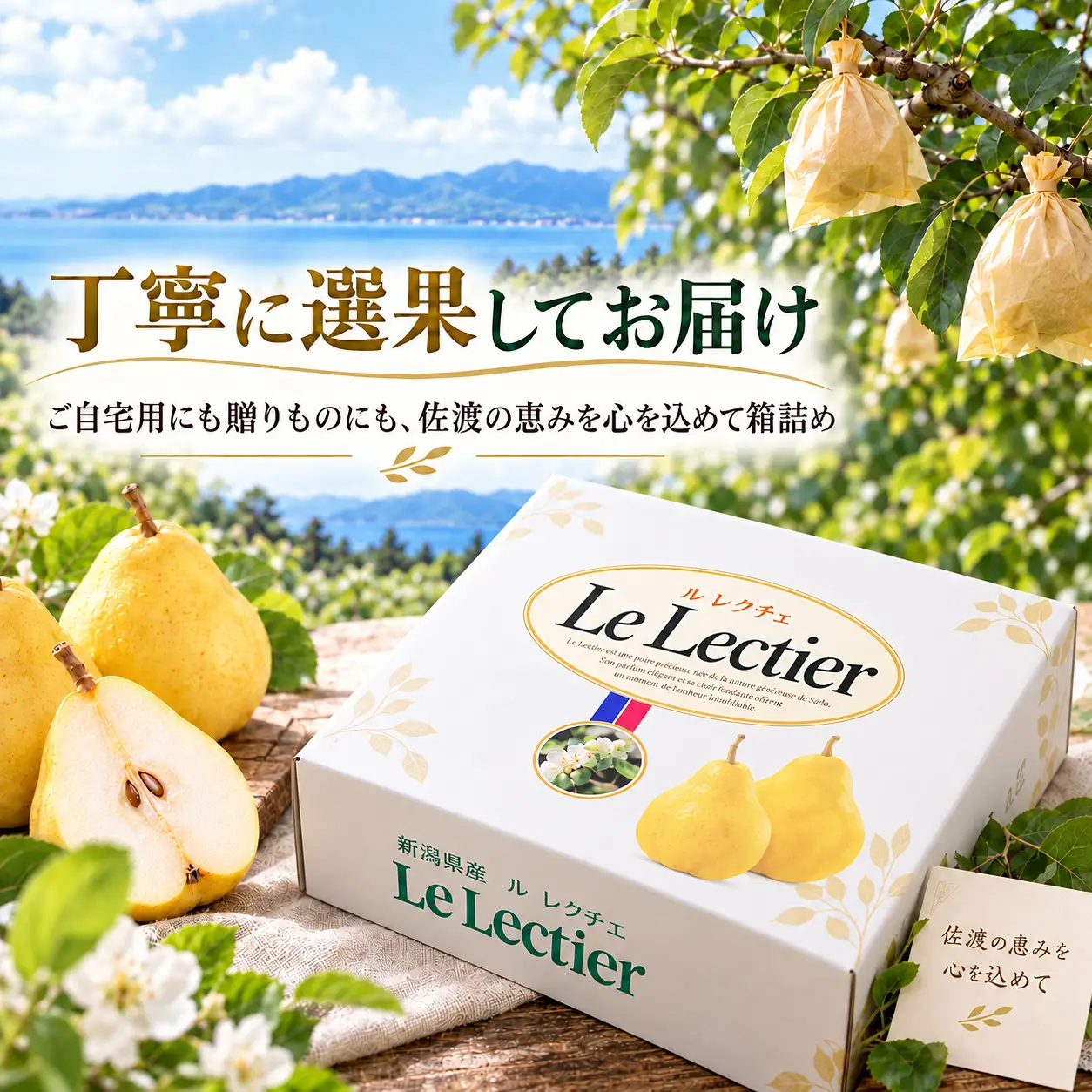 【2026年12月上旬より順次発送】佐渡島産 ル レクチエ 約2kg（5～6個）化粧箱入り・贈答用・秀品