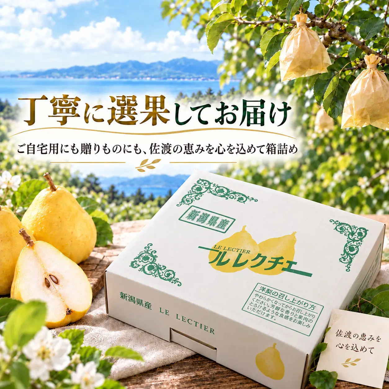 【2026年12月上旬より順次発送】佐渡島産 ル レクチエ 約2kg（5～7個）箱入り・ご家庭用