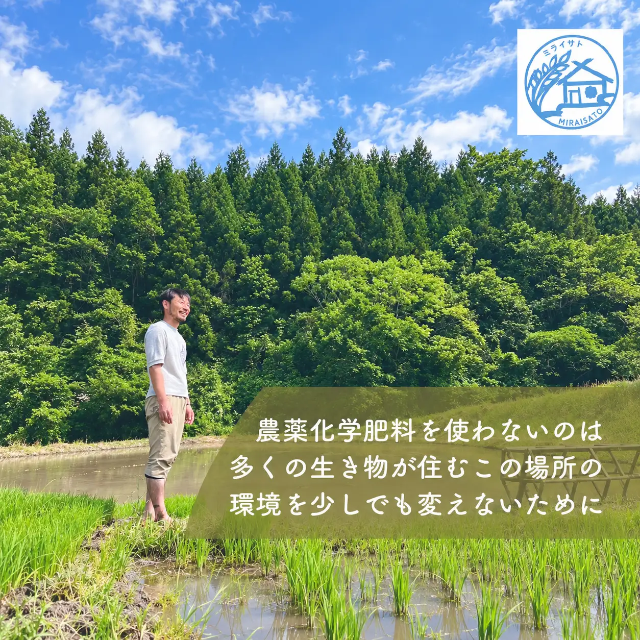 【令和8年産】佐渡産コシヒカリ 精米5kg ミライサト