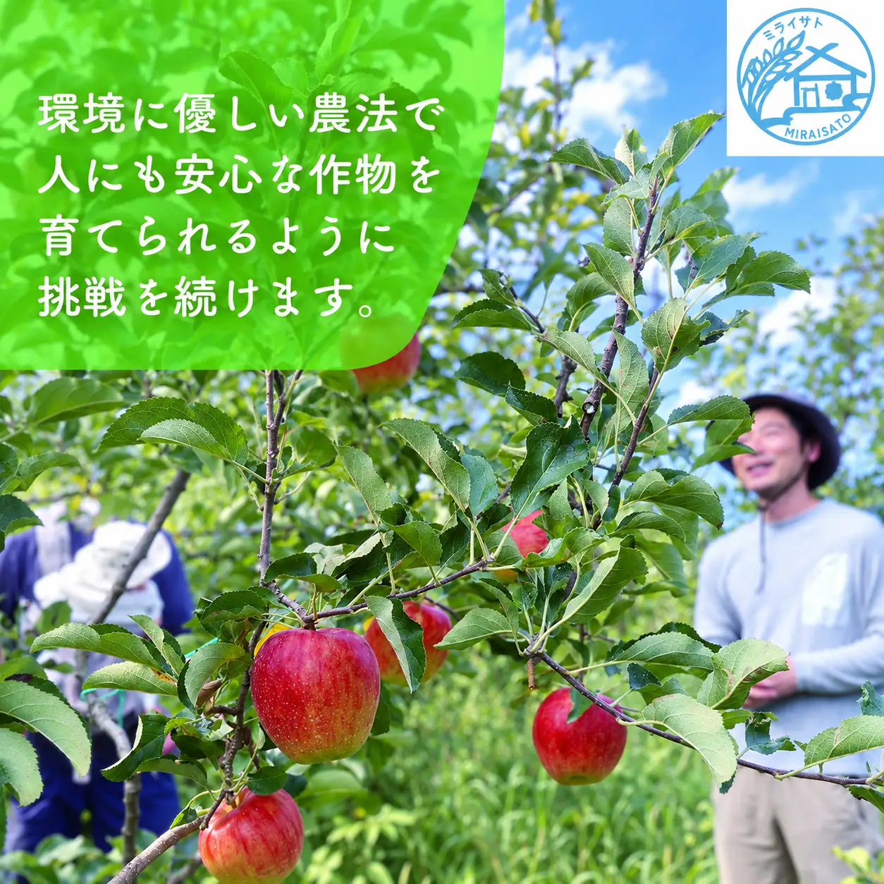 【令和8年産】佐渡産りんご「ふじ」5kg（13～18玉）ミライサト
