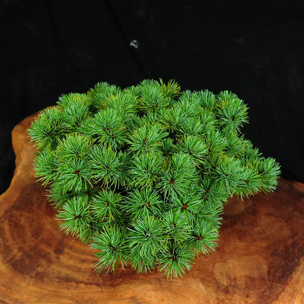赤石の泉 赤石五葉松（鉢植え） E-33