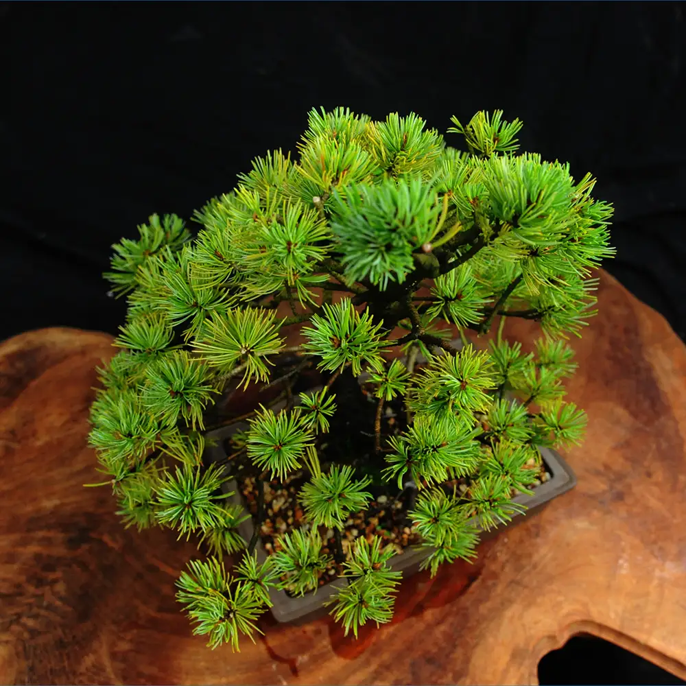 赤石の泉 赤石五葉松（鉢植え） I-33