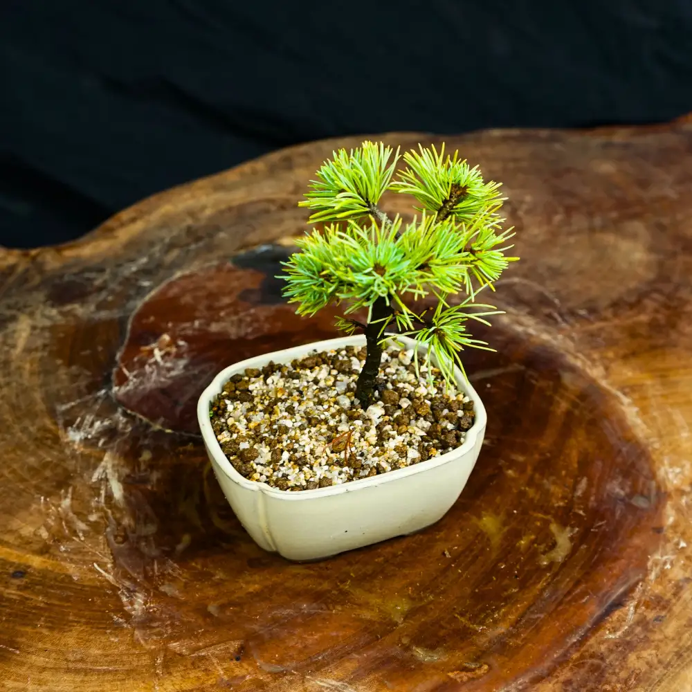 赤石の泉 赤石五葉松（鉢植え） F-158