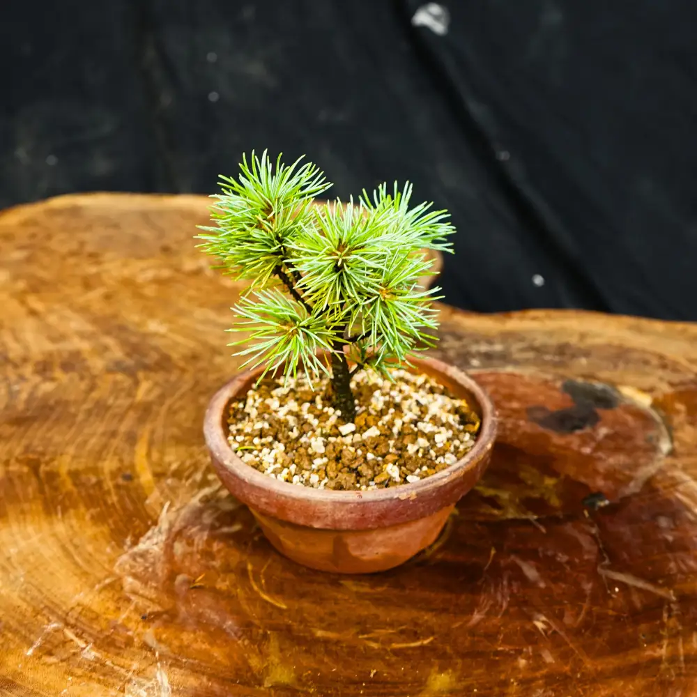 赤石の泉 赤石五葉松（鉢植え） F-161