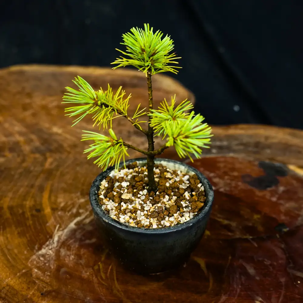 赤石の泉 赤石五葉松（鉢植え） F-164