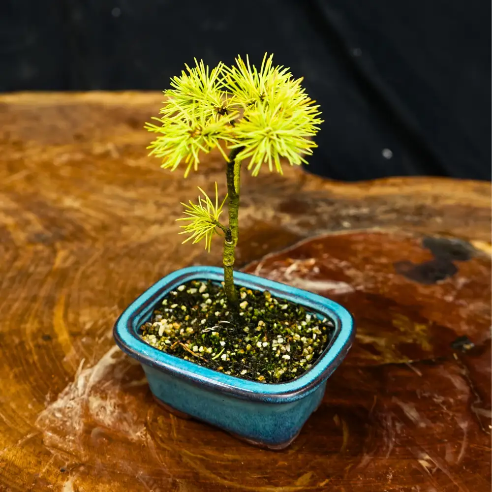 赤石の泉 赤石五葉松（鉢植え） F-167
