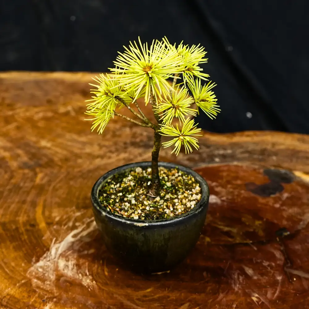 赤石の泉 赤石五葉松（鉢植え） F-170