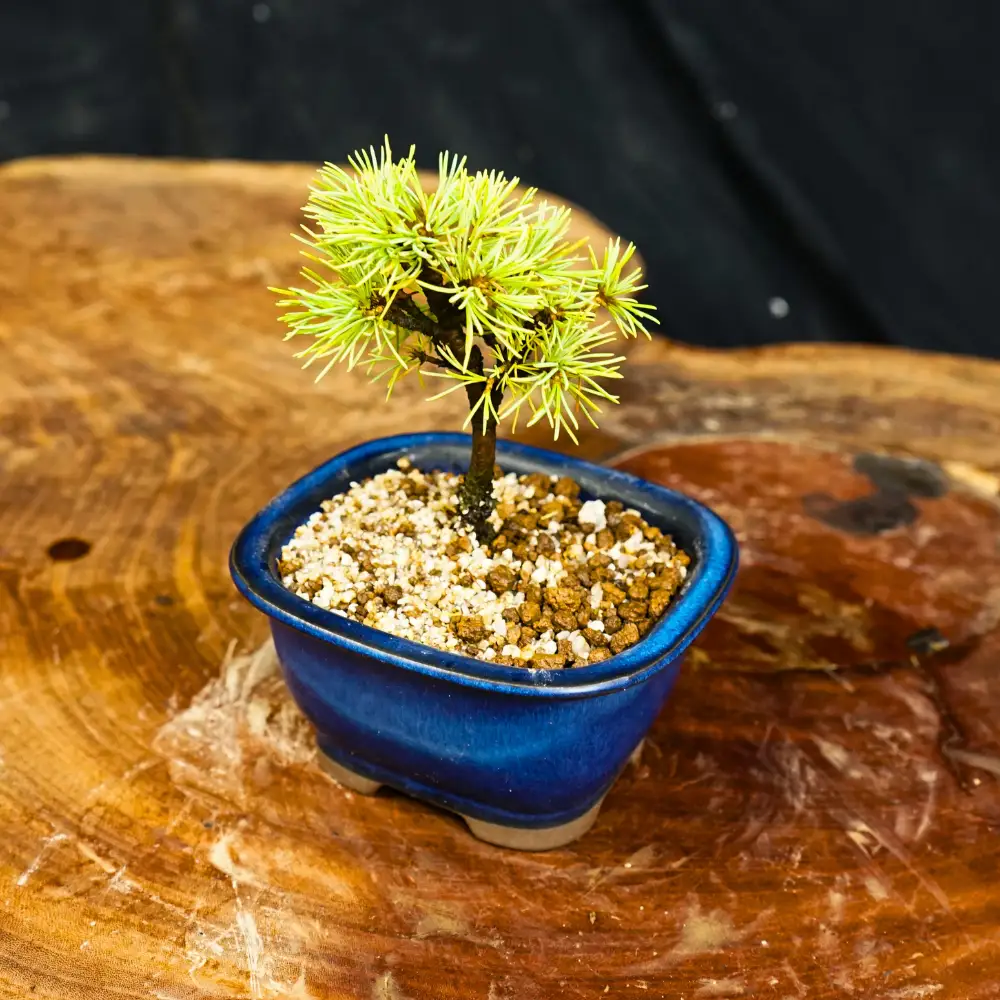 赤石の泉 赤石五葉松（鉢植え） F-173