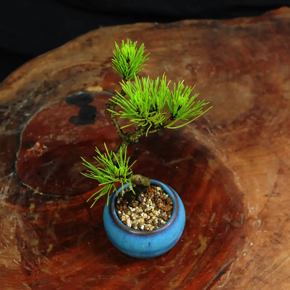 赤石の泉 黒松（鉢植え） S-31