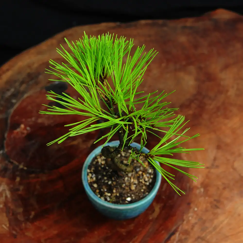 赤石の泉 黒松（鉢植え） S-34