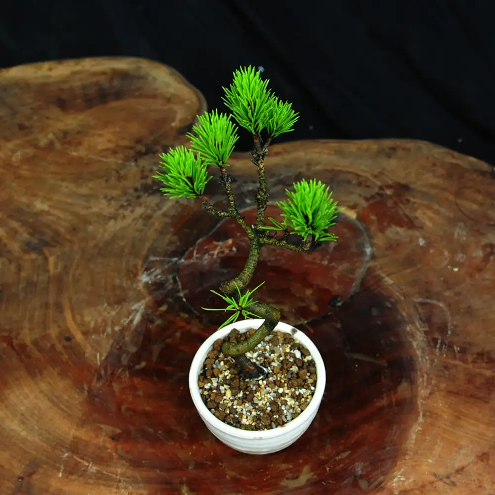赤石の泉 黒松（鉢植え） S-37