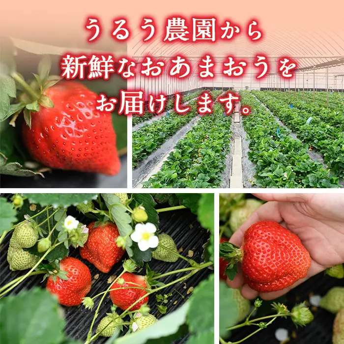 ＜先行予約受付中！2026年12月～2027年2月発送予定＞ うるう農園の あまおう MLサイズ (計約3.2kg・約160g×20P) 苺 いちご イチゴ 果物 フルーツ 国産 福岡県 ヨーグルト ジャム スムージー 冷蔵 冬発送 特別栽培 ＜離島配送不可＞【ksg1958】【うるう農園】