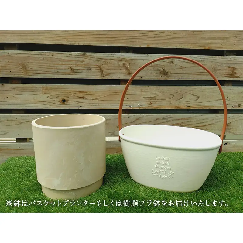 産地直送！季節の花の寄せ植えキット（6～7ポット） 花 花苗 苗 セット 寄せ植え 花壇 ガーデニング F6L-1528