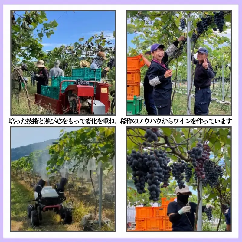 新潟県産 ワイン 清里夢遊（きよさとゆめあそび）【赤】 750ml 希少 限定 上越市産マスカット・ベーリーＡ100％使用 お酒 国産 上越市 グリーンファーム清里 