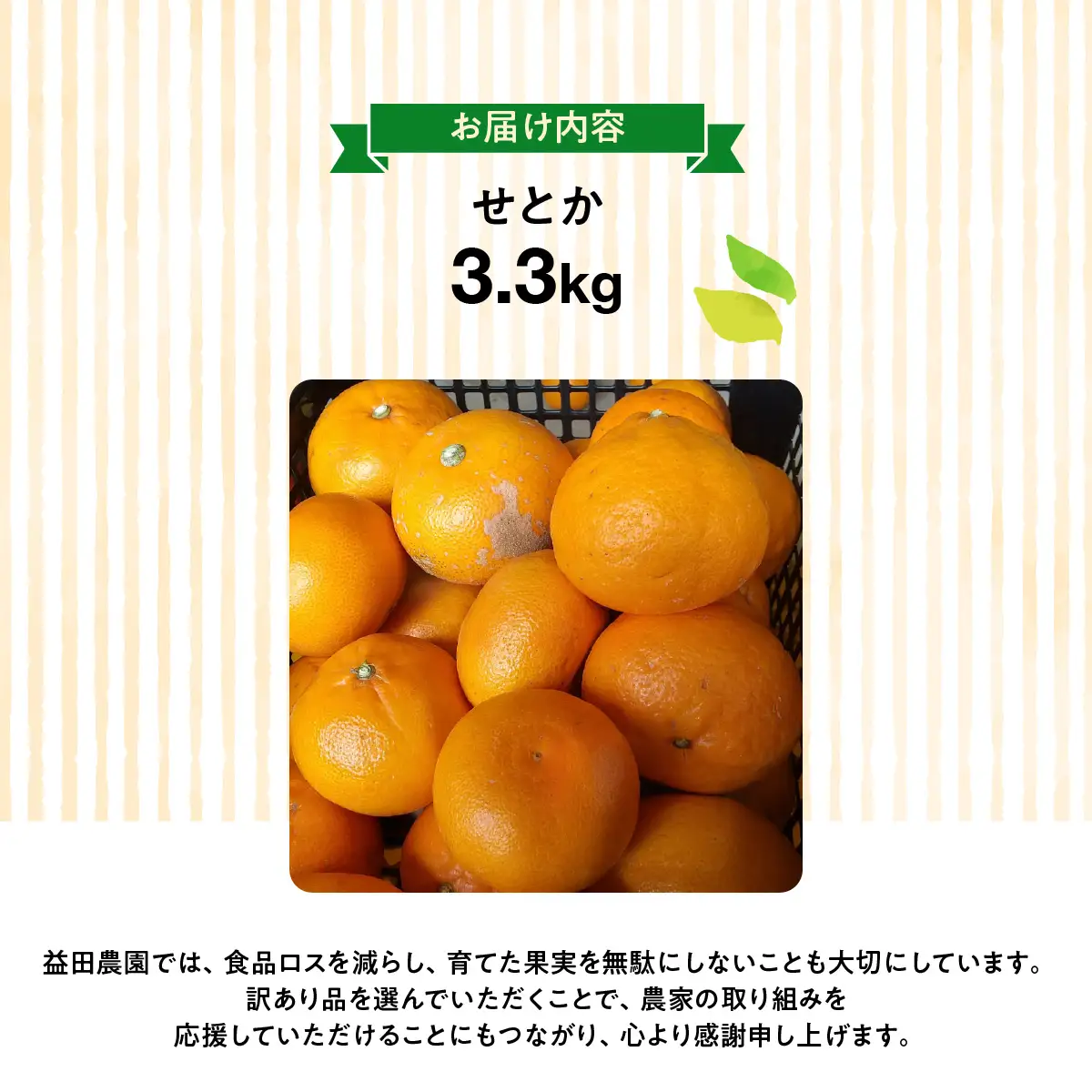 【先行受付】とても甘く、とろける食感・柑橘の大トロと呼ばれる愛媛の高級柑橘『せとか』3.3kg《訳あり》農園直送！【103-3】　YWTBZ004