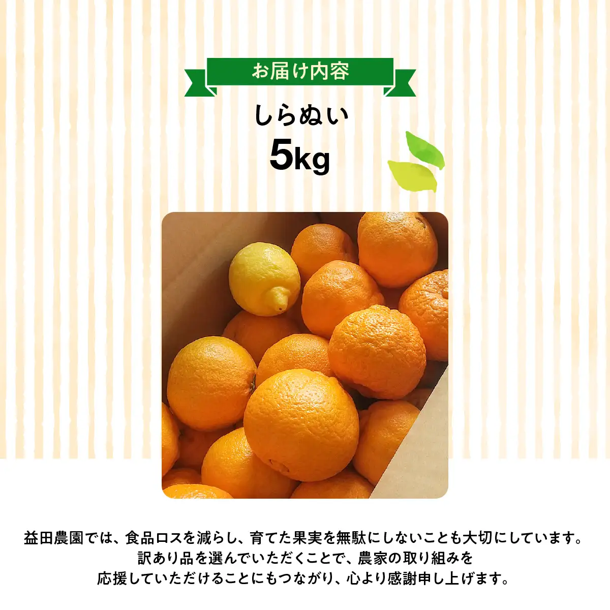 【先行受付】愛媛県八幡浜市産◆しらぬい◆（デコポンと同品種）農家直送でお届け≪訳あり≫５ｋｇ【103-2】　YWTBZ005