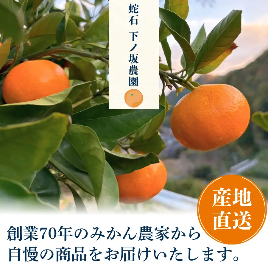 温州みかん 2kg 【 温州みかん 】