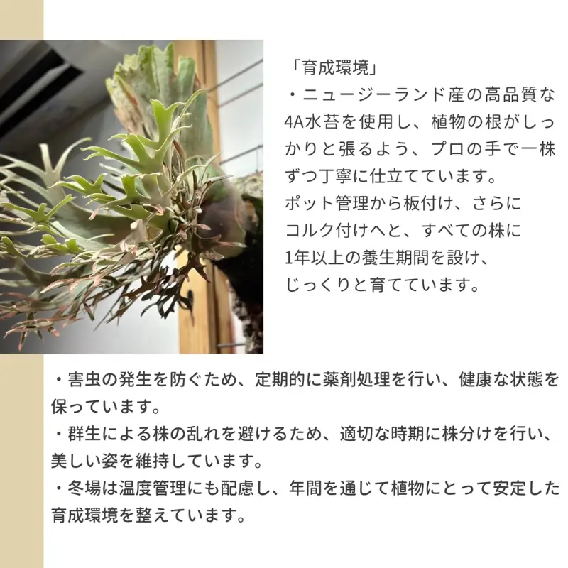ビカクシダ（コウモリラン）コルク仕立てP.blue venus | 大阪府河内