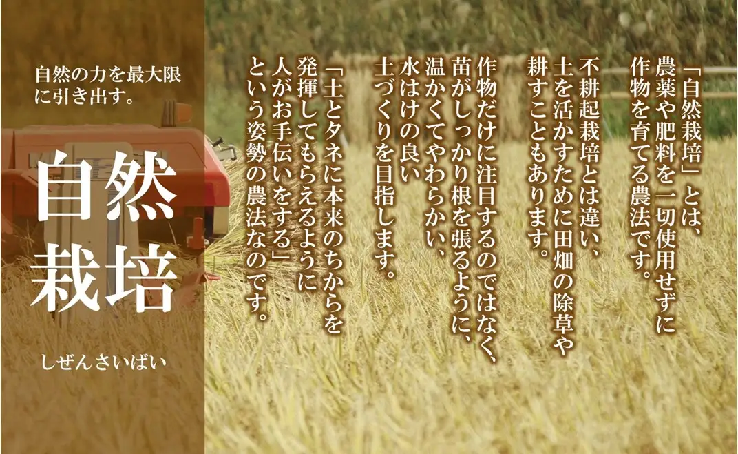 自然栽培米 羽咋米 玄米 3kg（3kg×1） 令和7年産