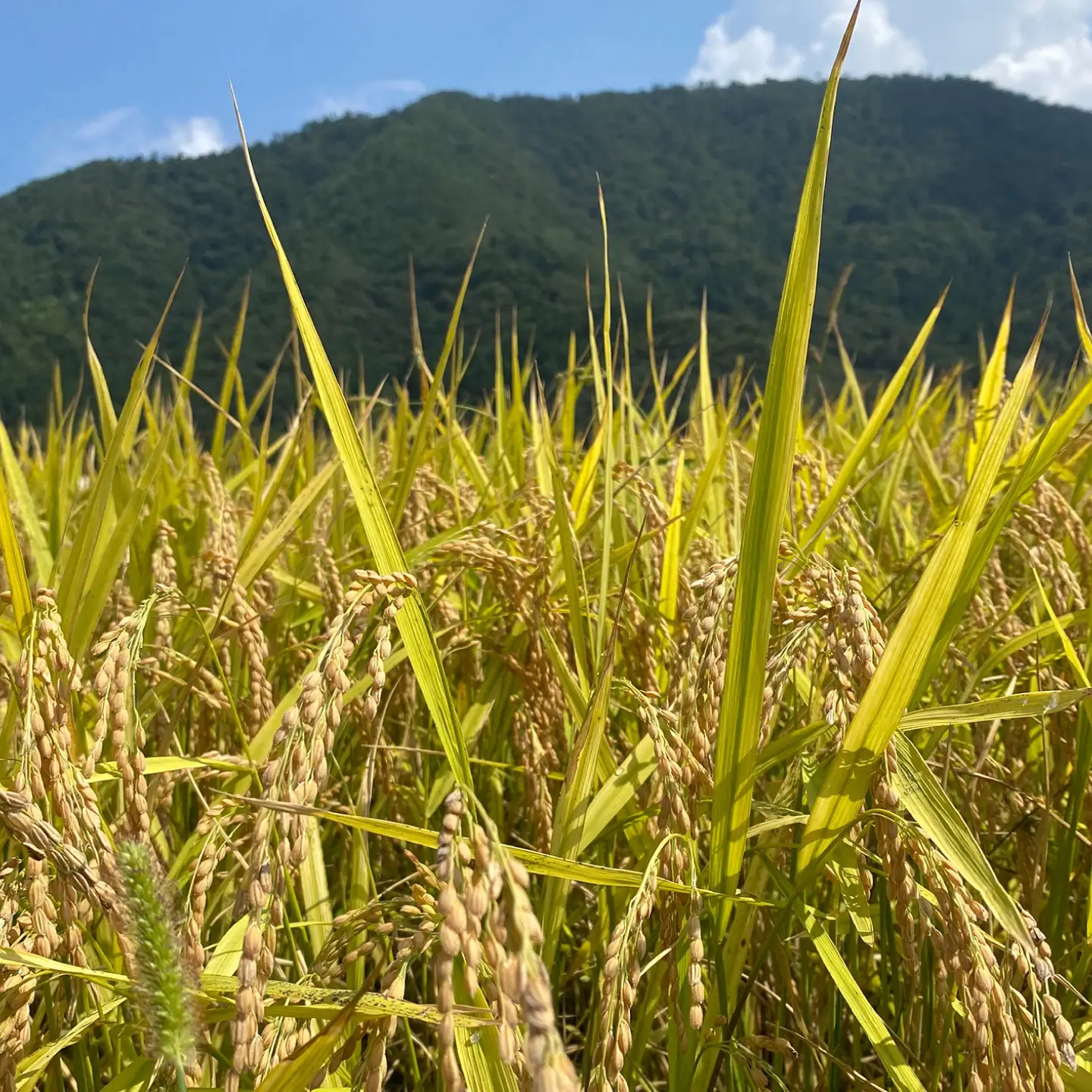 【先行予約/11月より順次配送予定】福井県産 にじのきらめき 10kg 米 [BFCI007]
