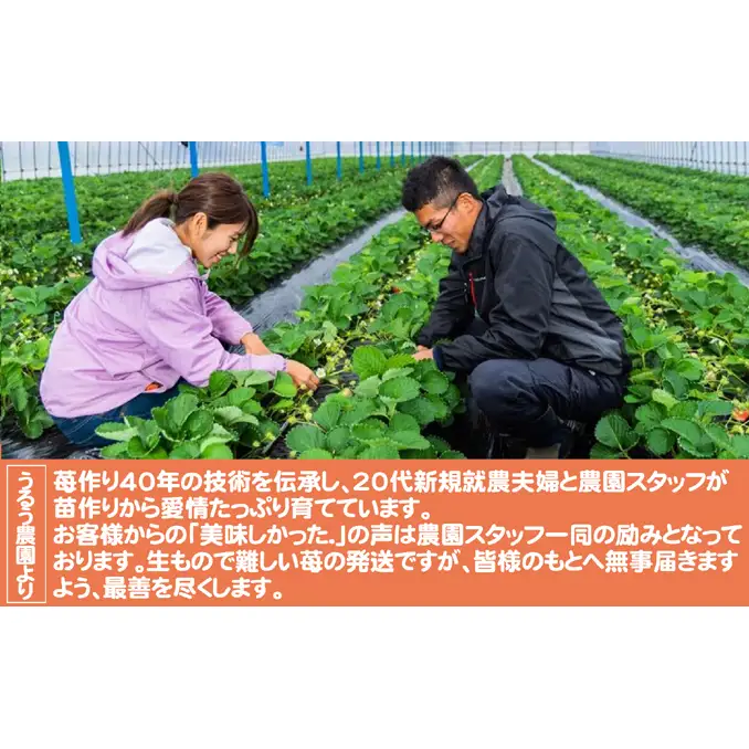 うるう農園の特大 あまおう 苺 「極」 1粒80g以上