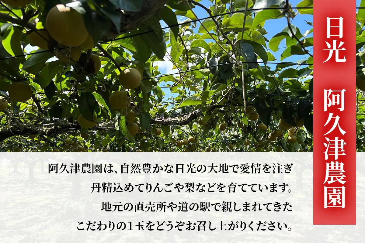 日光産 梨「にっこり」約5kg [1071]