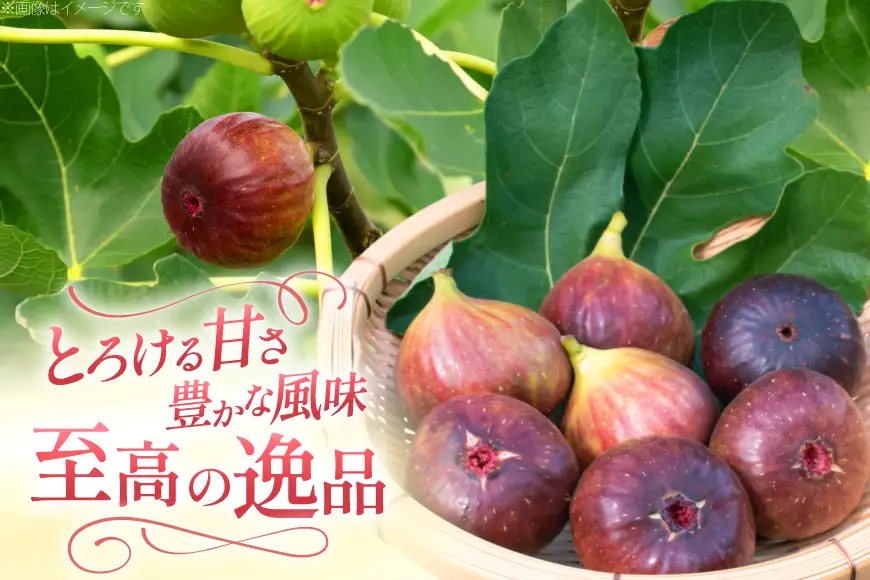 いちじく ドーフィン 300g×4パック | 石川県宝達志水町 | ふるさと納税