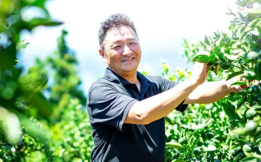 【 搾った瞬間に広がる青い香り 】 グリーンレモン 約4kg 皮まで使える 料理 調理 国産 フルーツ 果物 国産レモン 【 2026年9月下旬-11月下旬発送予定 】  ( 1174-1 )