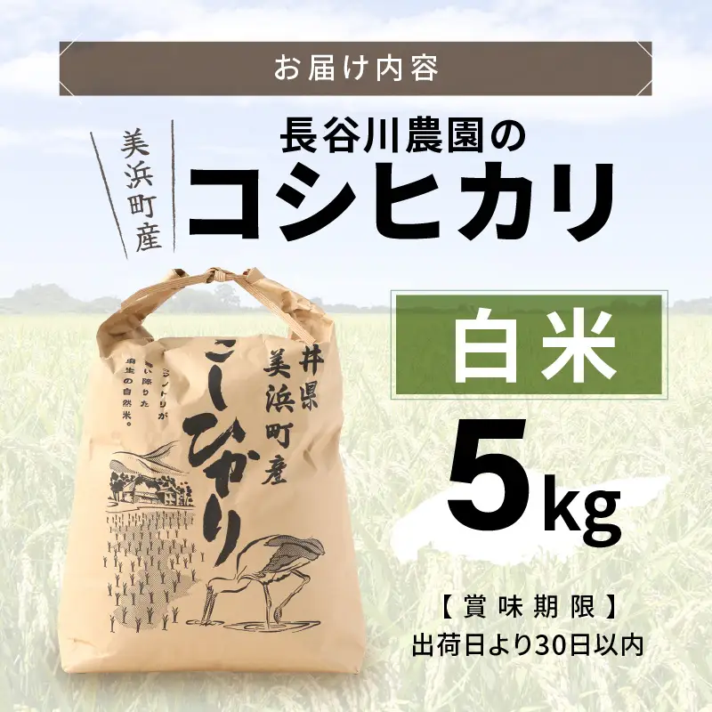 【白米】5kg コシヒカリ 令和8年産 白米【長谷川農園】 [m22-a012]