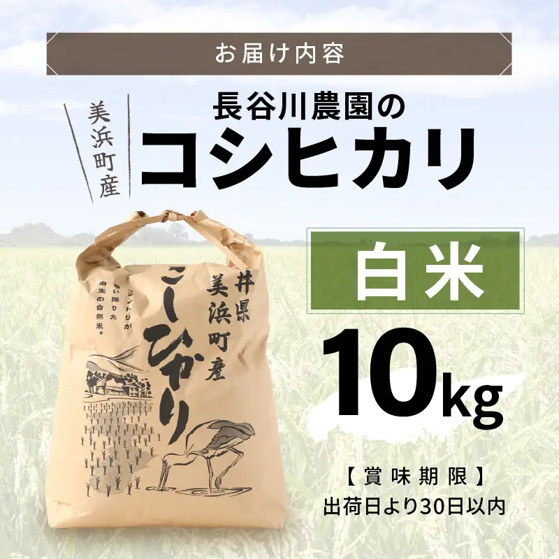 【白米】10kg コシヒカリ 令和8年産 白米【長谷川農園】 [m22-b005]