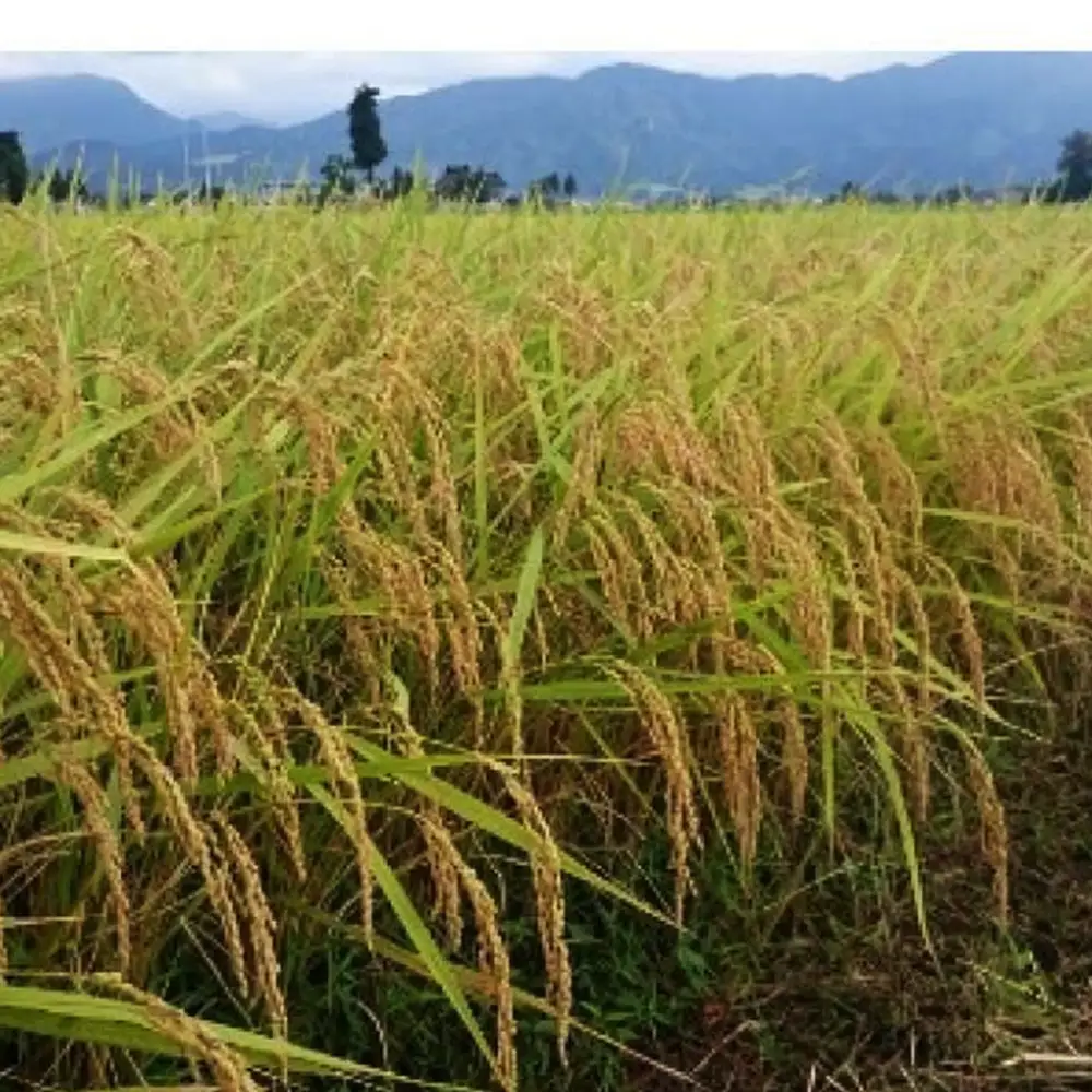 【令和8年産】定期便・12回  富山県産こしひかり 　育（はぐくみ）  白米５kg×２袋《南砺の逸品》
