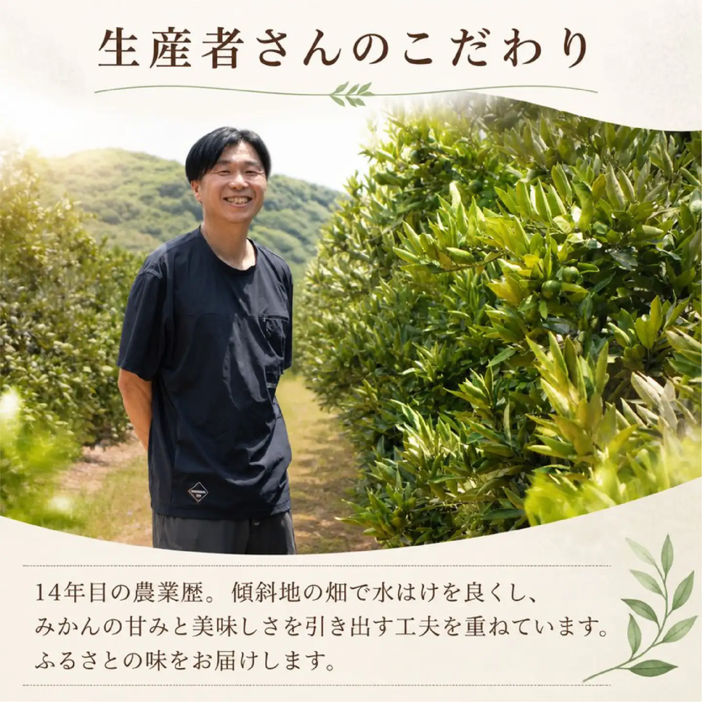 【みかん】 温州みかん 5kg みかん ミカン 柑橘 蜜柑
