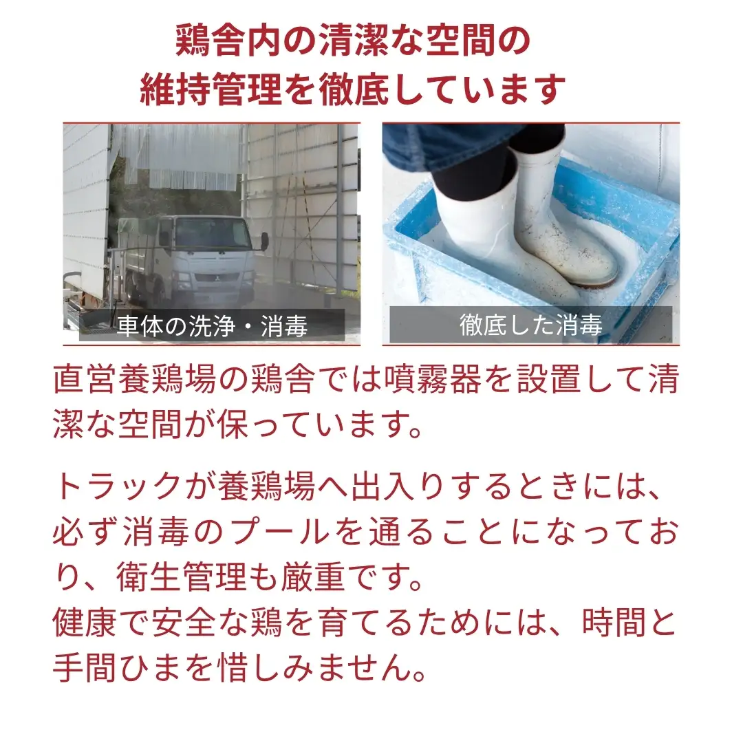 博多華味鳥 水炊き もつ鍋 セット 各3~4人前 | 水炊き トリゼンフーズ 福岡県 須恵町