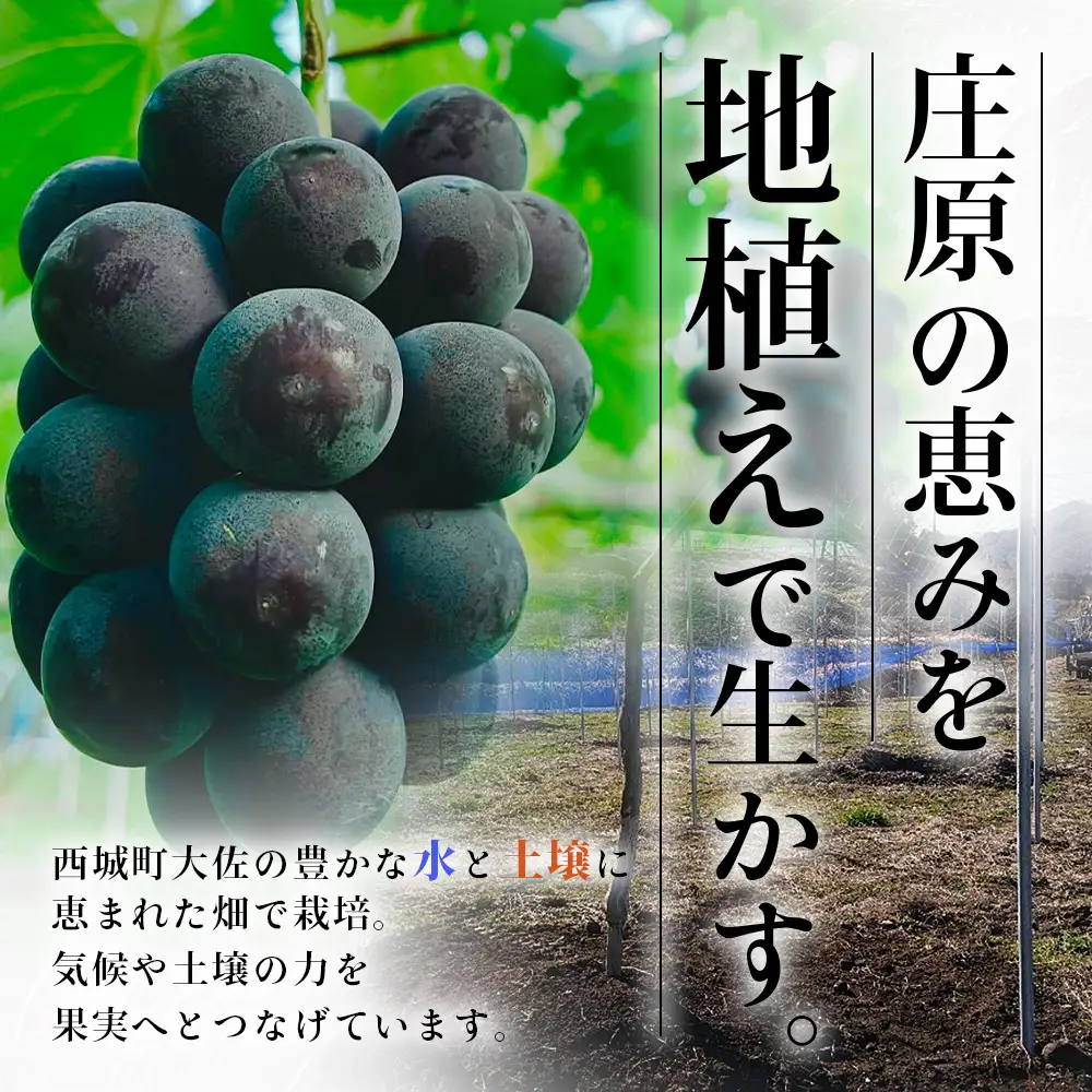【先行受付 2027年発送】庄原市西城産 贅沢ぶどうセット 4房（合計2kg）　OV-4