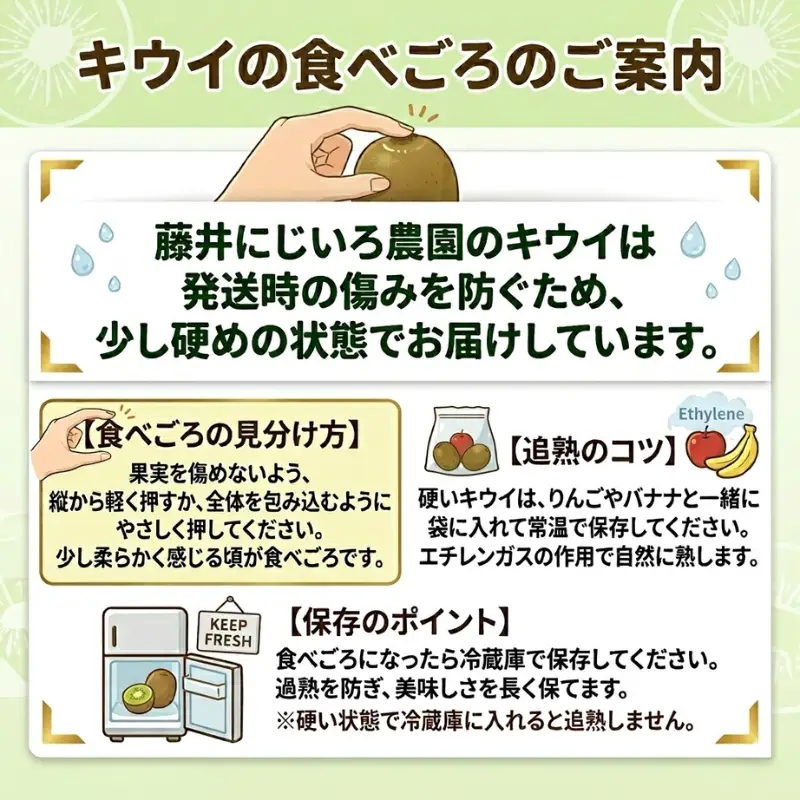 【先行予約】【家庭用】キウイ あぶの赤 1㎏ 山口県 阿武町産 数量限定 国産 果物 赤いキウイ《2026年10月下旬～発送予定》