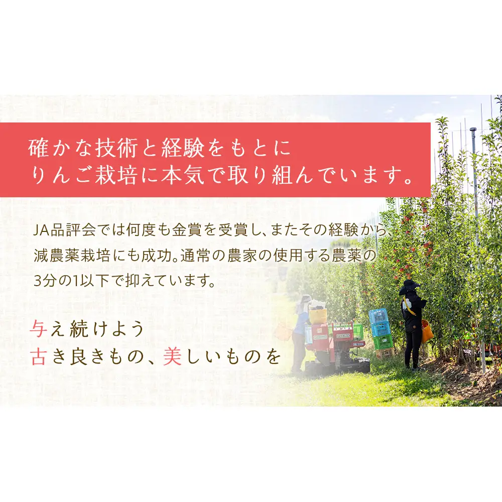 りんご あいかの香り 約5kg セット 2026年 令和8年度発送分 リンゴ 林檎 長野 フルーツ 果物 信州産 長野県産 特産 産地直送 おすすめ