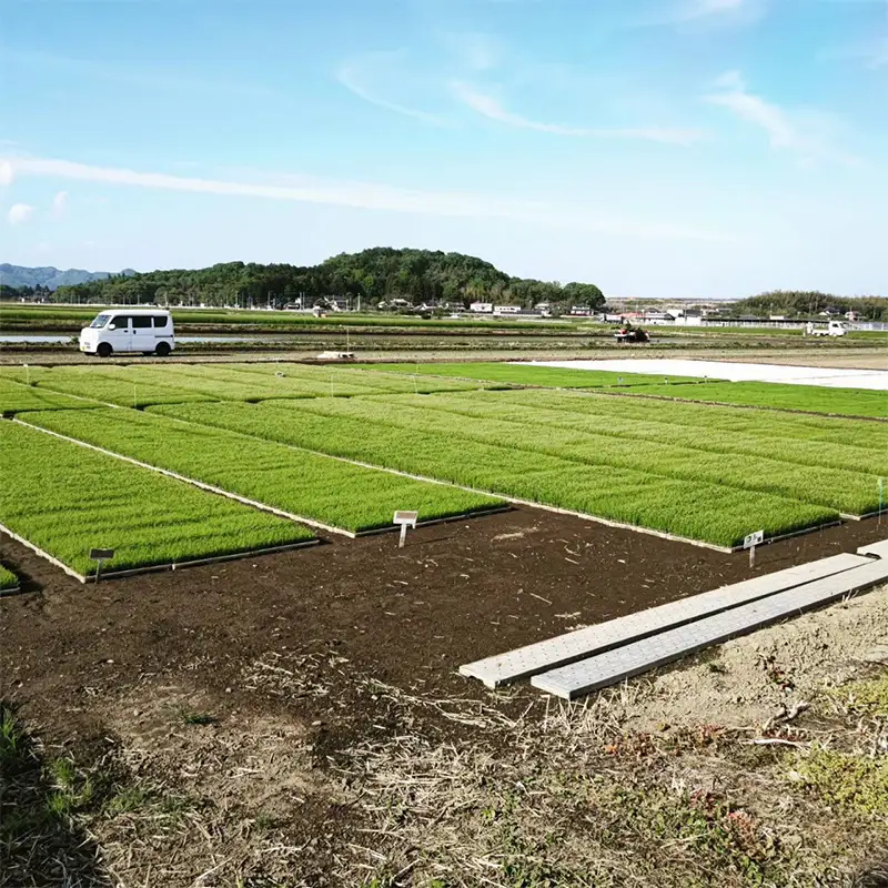 令和8年産 新米 栃木県足利市産とちぎの星5kg 精米 白米 米 こめ ごはん 食品 栃木県 足利市  F7Z-2019