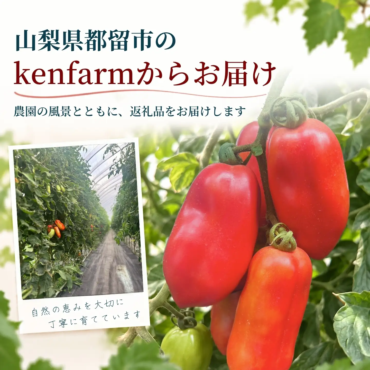 【2027年先行予約】山梨県都留市産 加熱用トマト サンマルツァーノ 約1kg