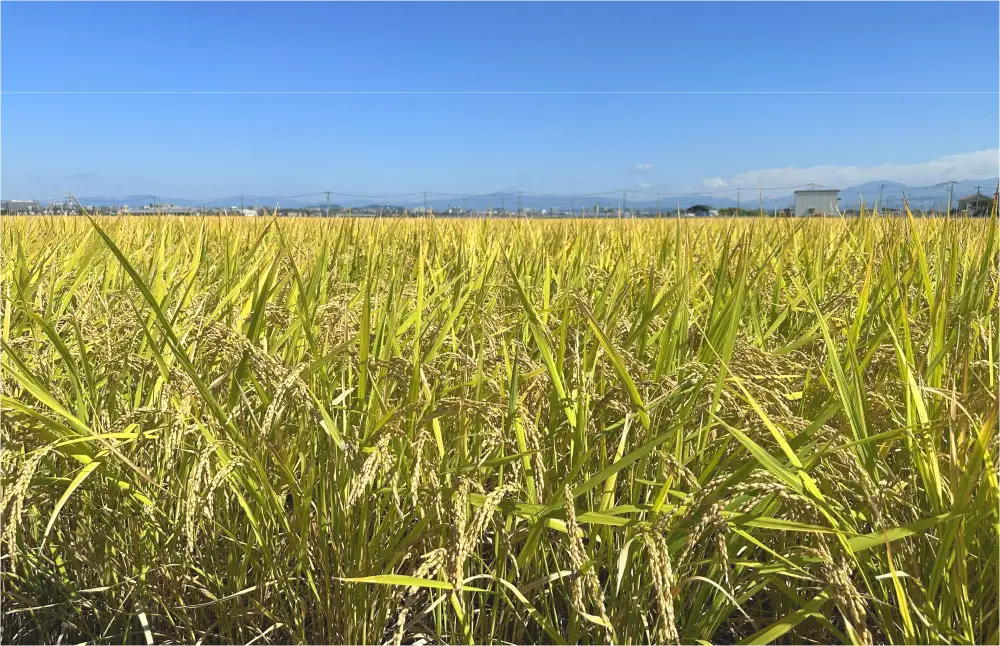 【 12回定期便 】 熊本市産 ヒノヒカリ 白米 2kg ( 約13合 ） ｜ ハタチノキオク 12回 お米 米 白飯 ご飯 おにぎり 和食 国産 熊本県産 ブランド米 定期 定期配送