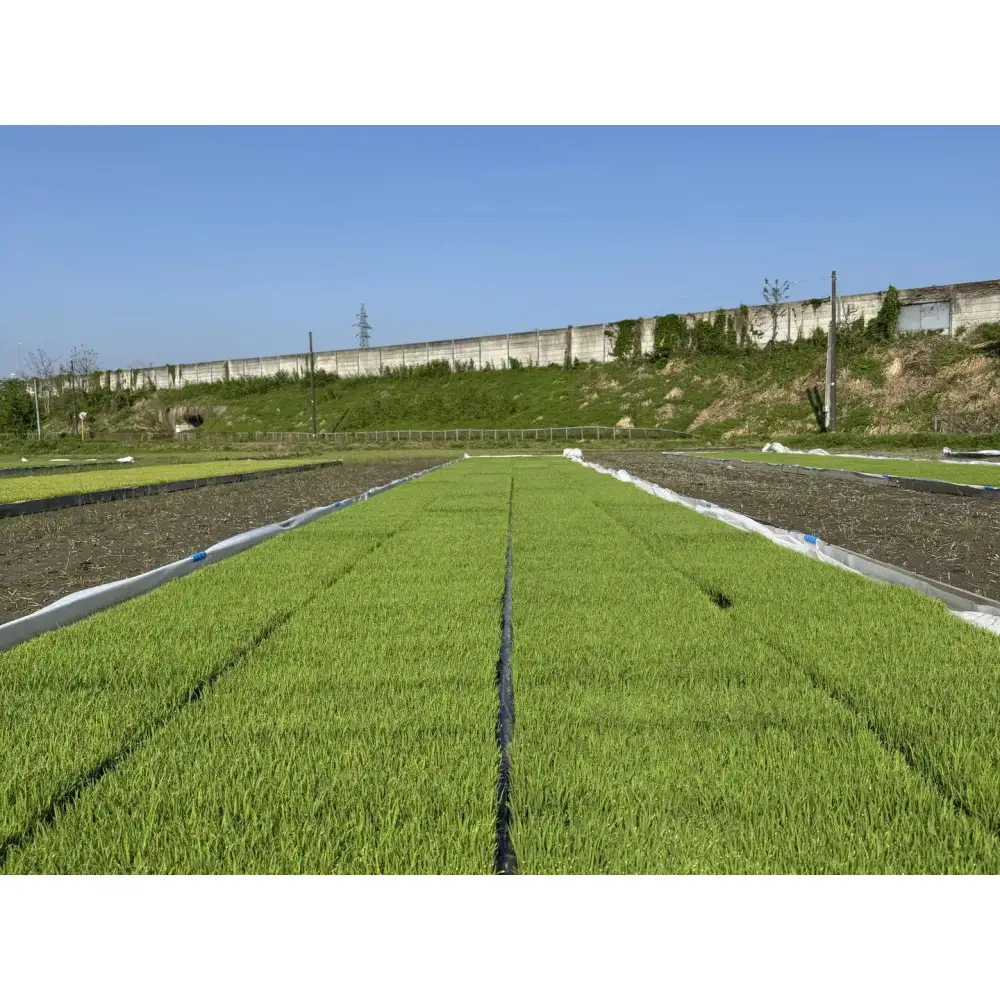 【令和8年産新米受付】 南魚沼産コシヒカリ　3kg(精米)【2026年10月上旬より順次発送】